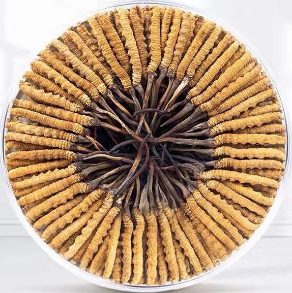 疏勒冬虫夏草回收